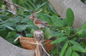 Mama cardinal at basket